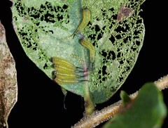 Lophyrotoma interrupta