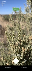 Mortonia scabrella
