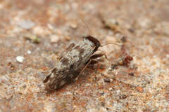 Amphientomoidea