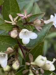 Caprifoliaceae