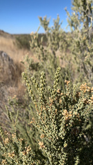 Mortonia scabrella