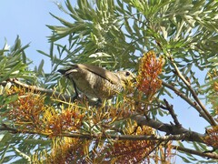 Sericulus chrysocephalus