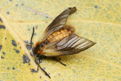 Pryeria sinica