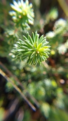 Phyllota phylicoides