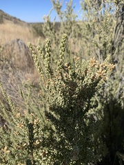Mortonia scabrella