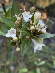Caprifoliaceae