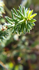 Phyllota phylicoides