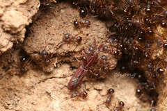 Pristomyrmex punctatus