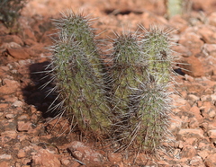 Echinocereus engelmannii fasciculatus