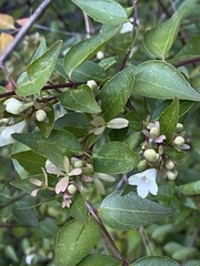 Caprifoliaceae