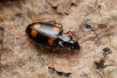 Dolichoctis rotundata