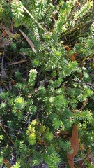 Phyllota phylicoides