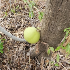 Crescentia alata