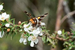 Hecatesia fenestrata