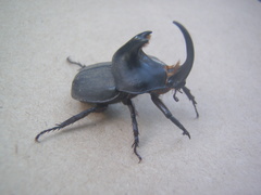 Diloboderus abderus
