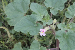 Proboscidea louisianica fragrans