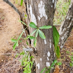 Crescentia alata