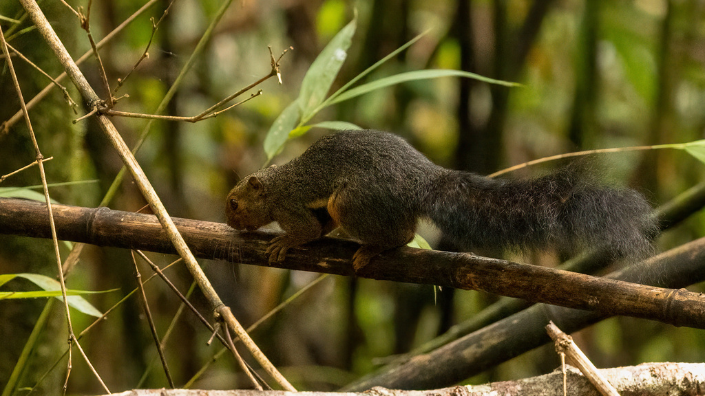 Kinabalu Squirrel