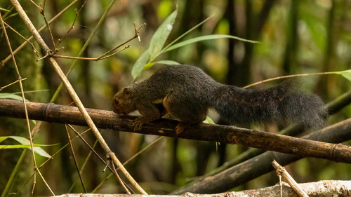 Kinabalu Squirrel