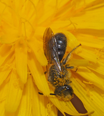 Chilalictus