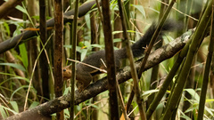 Callosciurus baluensis