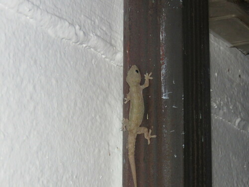 Hemidactylus frenatus observed 2022-09-22
