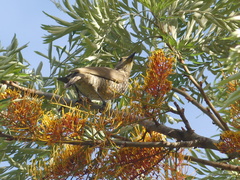 Sericulus chrysocephalus