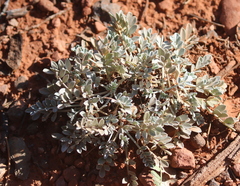 Astragalus calycosus