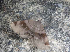 Mecodina subviolacea