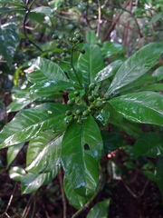 Psychotria costivenia