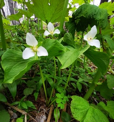 Trillium camschatcense