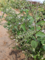 Mosla dianthera
