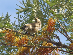 Sericulus chrysocephalus