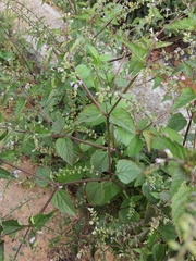 Mosla dianthera