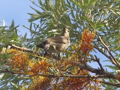 Sericulus chrysocephalus