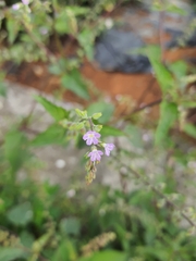 Mosla dianthera
