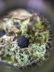 Hypoxylaceae