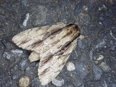 Shaka atrovittatus