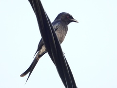 Dicrurus caerulescens