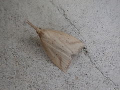 Hypenomorpha calamina