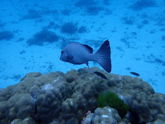 Plectorhinchus pica