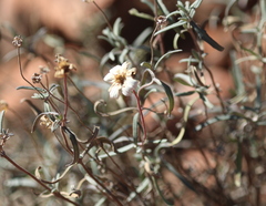 Melampodium leucanthum