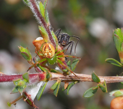 Camponotus intrepidus