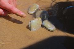 Latona deltoides
