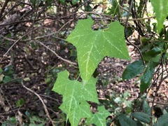 Diplocyclos palmatus