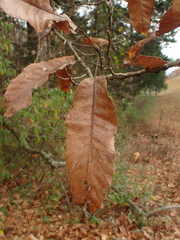 Quercus acutissima