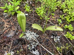 Platanthera unalascensis