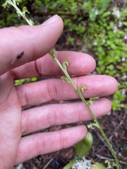 Platanthera unalascensis