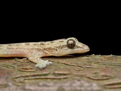 Hemidactylus garnotii