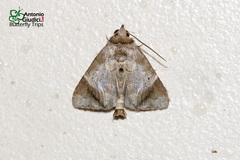 Hiaspis closteroides